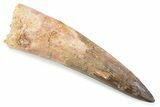 Fossil Spinosaurus Tooth - Restored Tip #374022-1
